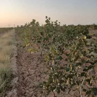 باسلام نیم هکتارزمین پسته بفروش میرسدقیمت توافقی|فروش زمین و ملک کلنگی|مشهد, طرق|دیوار