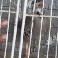 مرغ جوان|پرنده|آمل, |دیوار