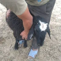 قصاب گوسفند