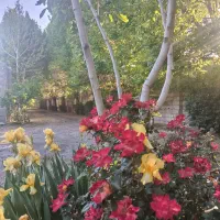 باغ-جنگلی-خوش-لوکیشن