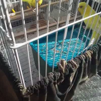 مرغ عشق آواز خوان جفت