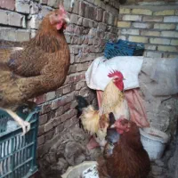 مرغ وخروس محلی
