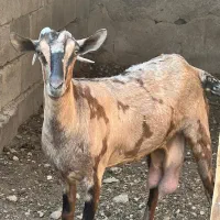 بز پچی نر و ماده فروشی|حیوانات مزرعه|خمیر, |دیوار