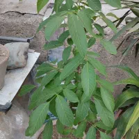 نهال درخت گردو و نارنج بدون پیوند و یوکا