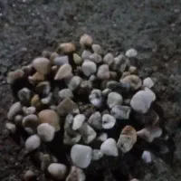 همه ی سنگ ها مرمر