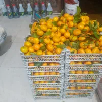 میوه و مرغ فروشی روستای بیاشوش|خوردنی و آشامیدنی|جوانرود, |دیوار