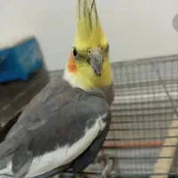 عروس هلندی نر|پرنده|فردیس, قریشی|دیوار