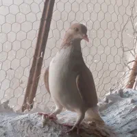 کفتر|پرنده|آبپخش, |دیوار