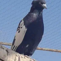 سینه دم سیاه گم شده در حومه پشت اداره برق