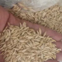 جو آبی پاییزه