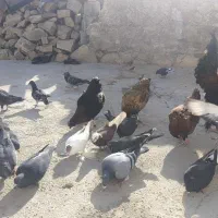 کبوتر|پرنده|دهدشت, |دیوار