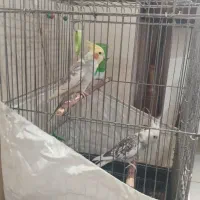 عروس هلندی جفت مولد سرحال و دستی|پرنده|ری, علایین|دیوار