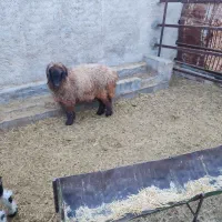 شیشک چتری|حیوانات مزرعه|طسوج, |دیوار