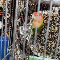 یک عدد کوتوله نر|پرنده|قم, زند آباد|دیوار