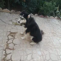 هاسکی ماده چشم یخی زیبا|سگ|مرزنآباد, |دیوار