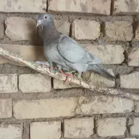 ۱۰۰۰|حیوانات مزرعه|بردسکن, |دیوار