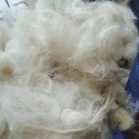 پشم گوسفندتمیز