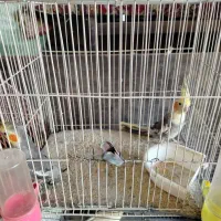 پرنده فروش  عروسی هلندی