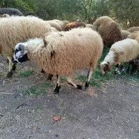 بره نر