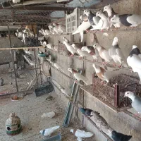 تعویض طوقی کاکلی باجوجه آلمانی|پرنده|مشهد, ارشاد|دیوار