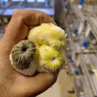 قناری گلاستر موزاییکی اوپال فائو