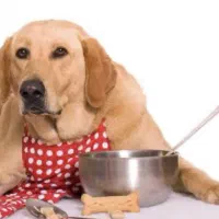 غذای خانگی برای فرشته های شما