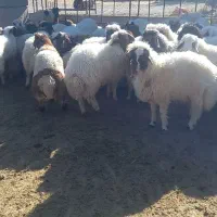 فروش گوسفند پروار