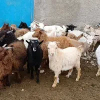 ۲بز ماده، ۴ تا بزغاله نر