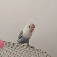 کوتوله|پرنده|مشهد, جاهد شهر|دیوار