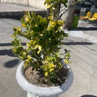 استخدام گارگر ساده