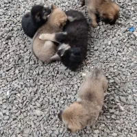 واگذاری ژرمن|سگ|چابکسر, |دیوار