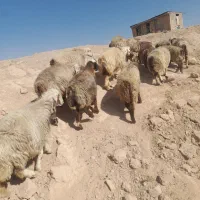 . تعداد ۲۰راس شیشک میش داشتی|حیوانات مزرعه|ارژن, |دیوار