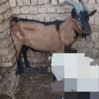 بزنر اصیل آلپاین