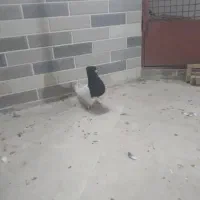 رنگی کفتر کلسفید|پرنده|قم, باغ کرباسی|دیوار