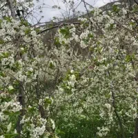 زمین-کلنگی