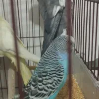 عروس هلندی وایت فیس نر مست کوتوله مرغ عشق