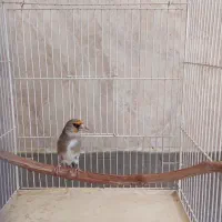 سهره سال دورگ ورسمی|پرنده|اصفهان, عمان سامانی|دیوار