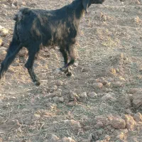 بز ترکی مخصوص داشت|حیوانات مزرعه|سده (فارس), |دیوار