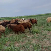 دو راس میش بره دار هترو