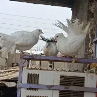 کبوتر دم چتری نژاد انگلیسی گردن لرزون|پرنده|آبدان, |دیوار