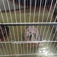 بلدرچین زنده