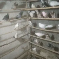 کبوتر همه خال|پرنده|نهاوند, |دیوار