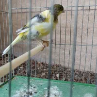قناری نر ابلغ