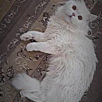گربه پرشین|گربه|آزادشهر, |دیوار
