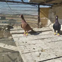 ماده|پرنده|محمدیه-قزوین, |دیوار