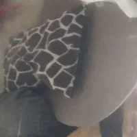 کفتر غریب|پرنده|زرین دشت (همدان), |دیوار