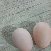 تخم مرغ محلی