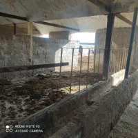 دامداری صنعتی2500متر|فروش دفتر صنعتی، کشاورزی، تجاری|سمنان, |دیوار