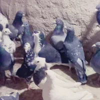 کفتربوم|پرنده|گلبهار, شهر جدید گلبهار|دیوار