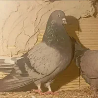 ی جفت کبوتر